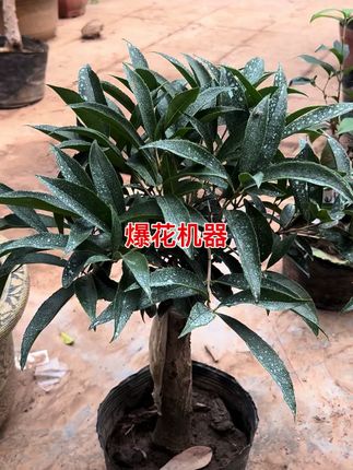 四季桂爆花机器佛顶珠耐热耐寒#四季桂花 #佛顶珠 #花卉基地