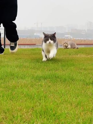 猫粮大破价啦!老品牌博玛一袋五斤豪华冻干7拼猫粮赶紧看看才多少钱,预算不高的养猫人赶紧给你家猫薅回家#养猫新手 #养猫人 #猫粮 #猫粮推荐 #新手养猫