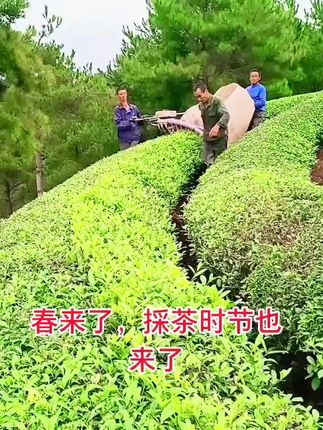 #喜欢喝茶关注我 @板岩茶叶