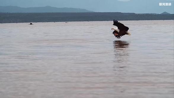 一个由巨型昆虫统治的疯狂时代,一代王者的兴衰历程。 #石炭纪 #巨型昆虫 #古生物 #科普 #化石