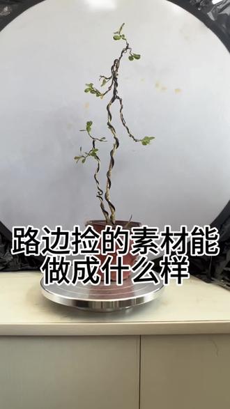 路边捡的素材也能做出意境 #盆景制作 #盆景#黄杨#黄杨盆景#盆景艺术