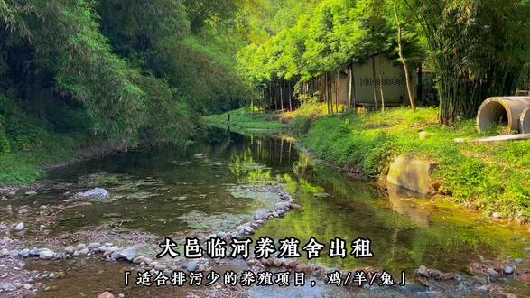 一个临河的老养殖场,排污要少 做什么项目好?我的选择是… #创业项目选择 #养殖项目 #环保养殖 #鹌鹑 #鹦鹉养殖