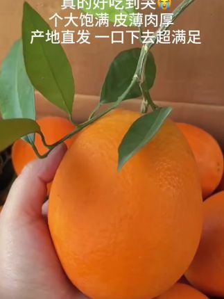 我又回购了这个赣南脐橙,真的是太惊艳了! !果园现摘现发新鲜到家,香甜多汁,皮薄肉厚,肉质鲜嫩汁水丰富,橙香浓郁,一口下去超满足!喜欢吃橙子的家人千万不要错过#赣南脐橙 #新鲜应季水果 #橙子 #优质农产品