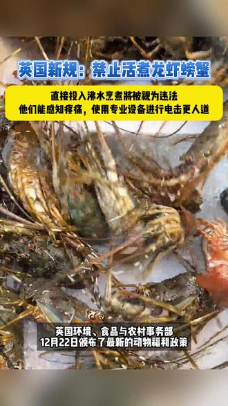 英国新规:禁止活煮龙虾螃蟹 直接投入沸水烹煮将被视为违法。他们能感知疼痛,使用专业设备进行电击更人道。#英国 #新规 #龙虾 #螃蟹 #万万没想到