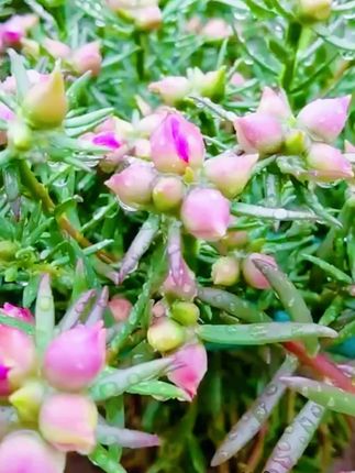太阳花要经常修剪,才能让枝条胖嘟嘟,花苞量还大,最后可以用这个矮胖素定型#重瓣太阳花