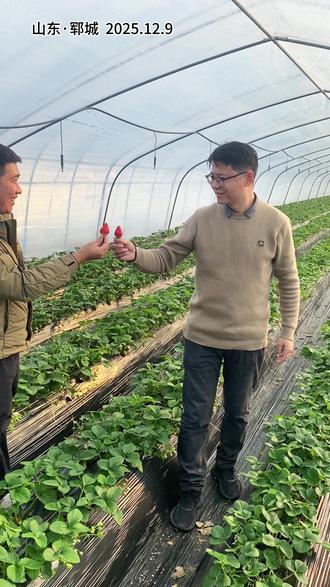 高保温膜和普通膜草莓冷棚温差有多大 想早点卖草莓,还得靠咱聚能宝二号超保温膜#大棚膜 #草莓专用膜 #草莓种植 #草莓大棚 #大棚PO膜