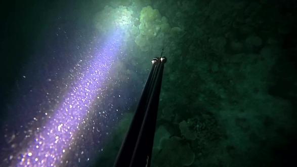 嘘,别动,你看到水面的波纹了吗?帕劳的红树林,是咸水鳄在密克罗尼西亚最后的隐秘国度。入夜后,我们进入这片水下森林,寻找远古的“居民”共赴一场心跳约会。
#在拍一种很新的vlog #帕劳 #鳄鱼 #帕劳彩虹屿 #野生动物