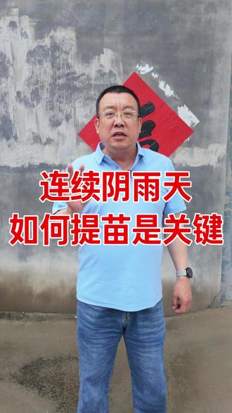 连续阴雨天,如何提苗是关键 #大姜种植 #农业种植 #三农 #大姜 #姜友汇