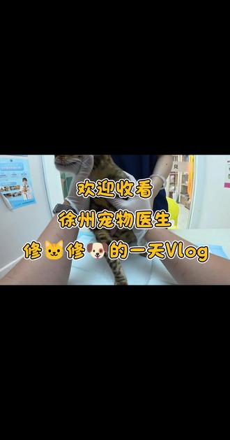 ❤️ #萌宠健康守护#小猫康复日记 #猫咪手术 #宠物医院 #宠医分享 #宠物手术那些事#萌宠健康守护