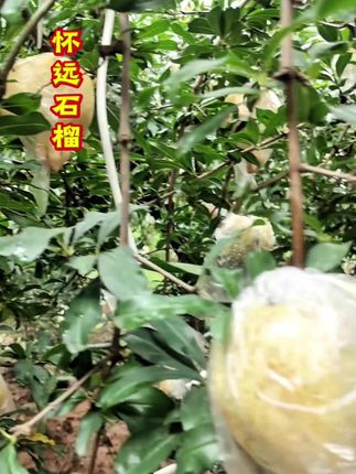 怀远石榴上市啦!白花玉石籽晶莹剔透是蚌埠特有品种! #怀远石榴 #怀远石榴熟了 #蚌埠 #淮水东流出品 #石榴