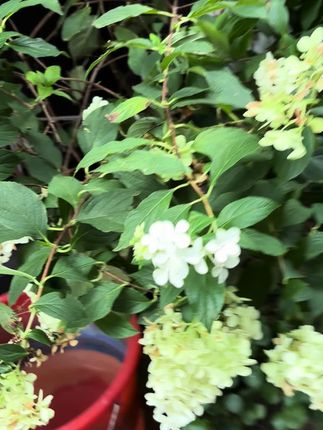 #花卉绿植 #绿植 #观赏花卉 #庭院植物 #花卉植物