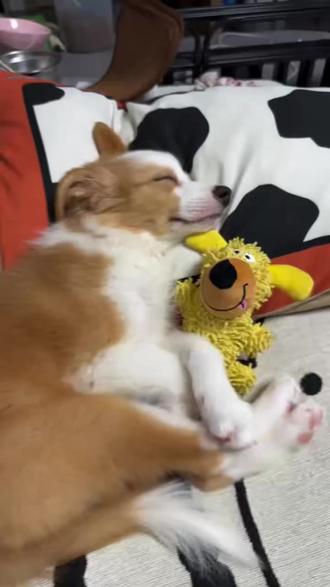 修勾抱修勾保姆级教程#边牧宝宝