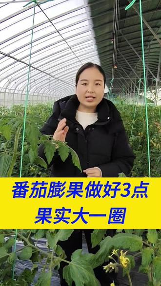 西红柿膨果期 做好这三点 果实大一圈#抖音助农 #种植小技巧 #三农 #农业