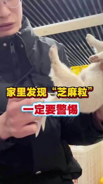 养狗人家里发现“小米粒”一定要警惕!#养狗人 #养狗经验分享 #新手养狗 #狗狗 #驱虫