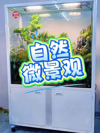 四哥生态景观,不只是栖居,更是给鸟儿的「自然小宇宙」#品质好物推荐官 #微景观 #鸟笼制作 #室内景观 #黄杨