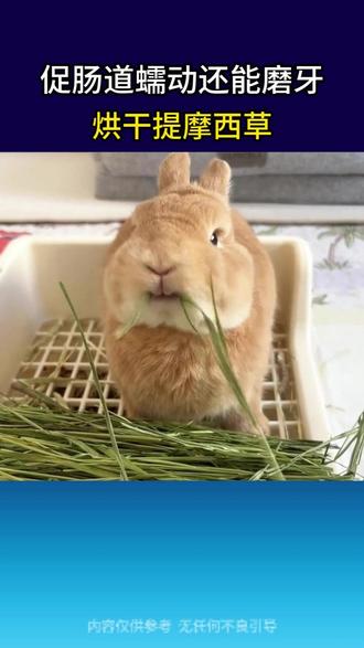 提摩西草是兔子主要牧草之一,粗纤维含量高,促进肠道蠕动,磨牙效果很棒!#提摩西草 #晒干提摩西草 #兔子牧草 #兔子吃什么
