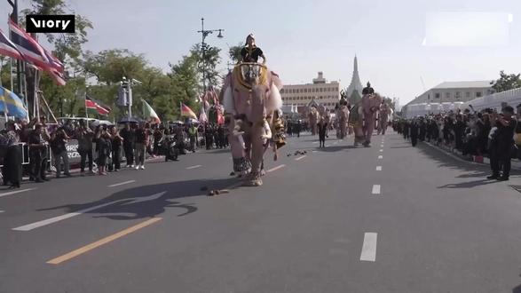 曼谷盛大游行:数头大象穿粉衣戴花饰,仪仗队全程相随