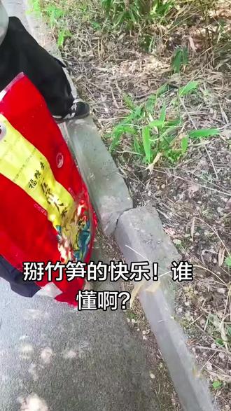 掰竹笋的快乐😂#竹林竹笋 #竹子收获 #竹林采竹笋