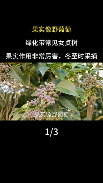 果实像野葡萄,绿化带常见女贞树,果实作用非常厉害,冬至时采摘