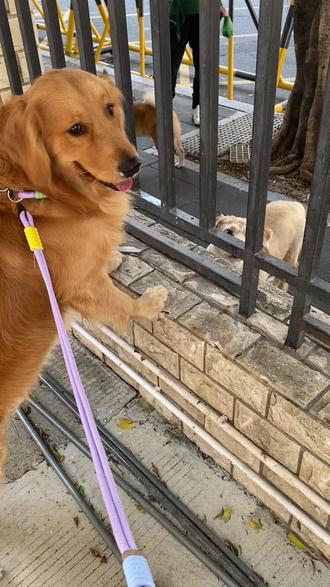 其实肉肉就是一个假金毛#金毛 #陪伴是最长情的告白 #是宠物更是家人