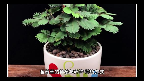 #含羞草#养花小知识 #种植小技巧 #家庭种植 #种植技术 含羞草的种植与养护
种植方式
播种时间:春秋季为宜,春季3-4月或秋季9-10月,气温15-25℃时更易发芽。
土壤选择:用疏松肥沃、排水好的沙质土壤,可将腐叶土、园土、细沙按3:2:1混合。
播种方法:种子浸泡温水1-2小时后,撒在土壤表面,覆盖薄土(约0.5厘米),浇水保持湿润,放置温暖通风处,约7-10天发芽。
养护技巧
光照:每天保证4-6小时光照,夏季避免强光直射,可放半阴处,冬季放阳光充足的窗台。
温度:适宜生长温度18-28℃,冬季温度不低于10℃,低于5℃易受冻害。
浇水:保持土壤微湿,见干见湿(表层土干后再浇水),夏季可每天浇水,冬季减少频率,避免积水烂根。
施肥:生长期(4-9月)每月施1次稀薄的复合肥或有机肥,浓度不宜过高,避免烧根。
修剪:幼苗期可摘心打顶,促进分枝;生长过密时修剪枯叶、病枝,保持株型紧凑。
注意事项
含羞草汁液含微量毒素,长期接触可能导致脱发,建议避免频繁触碰,养护时戴手套,孕妇及宠物需谨慎。
盆栽每1-2年换盆一次,换盆时修剪老根,补充新土,促进生长。
