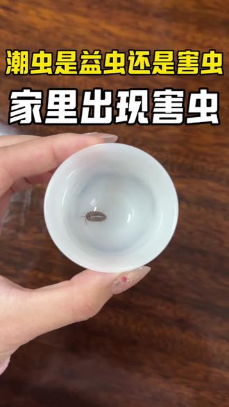 潮虫是益虫还是害虫,家里出现就是害虫。 能卷成小圆球的潮虫也叫鼠妇,到底是益虫是害虫?答案分场景:在野外是生态清道夫,进了家就是妥妥的居家害虫!潮虫体长小巧、遇惊扰就蜷成球,天生畏光喜潮,白天躲在角落“摸鱼”,晚上才出来觅食,花盆底下、墙角缝隙都是它的藏身地,稍不注意还会爬到床上!在野外它会分解枯叶、粪便,帮大自然做清洁,可一旦进了家,性质彻底变了,偷偷繁殖滋生,身上携带的细菌和霉菌会随爬行到处传播,还会啃咬家具造成损坏,被刺激到甚至会咬人,导致皮肤红肿瘙痒,家里会招潮虫,核心原因就两个字潮湿!管道漏水、房间通风差、拖把湿漉漉不晾干,甚至花盆积水,这些都是吸引潮虫入户的“邀请函”,只要环境潮湿,潮虫就会扎堆滋生!想彻底解决潮虫,用这款潮虫专用杀虫剂就够了!直接喷洒在潮湿角落卫生间、阳台等潮虫高频出没区,虫子只要接触药剂就会快速灭杀,这款药剂无色无味,温和配方对家里的宝宝和宠物都友好
#鼠妇 #潮虫 #潮虫是益虫还是害虫 #家里出现潮虫 #潮虫怎么消灭