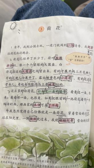 #三年级下册语文 第三课 荷花 背诵#学习打卡
