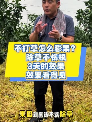 催老师推荐,这款除草剂打了3天的效果,很明显,很理想#三农 #农业种植 #精草铵膦铵盐