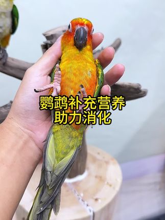 鹦鹉面包虫鹦鹉驯鸟零食 #萌宠出道计划 #手养鹦鹉 #鹦鹉 #鹦鹉小白 #鹦鹉鹦鹉萌萌哒逗鹦鹉