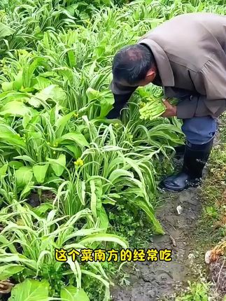 这个菜您吃过吗