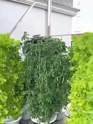 #在家种菜 #绿色蔬菜 #楼顶菜园 #阳台种植 #种菜小技巧 阳台庭院无土栽培设备,种植箱,在家等你种菜了