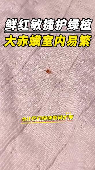 捕食性螨类就一定对人无害吗?大赤螨通体鲜红、行动敏捷,是活跃在盆土与叶片间的益虫。它是植物的“守护神”,属于捕食性螨类,专门捕食害虫,是红蜘蛛、蚜虫、蓟马等的天敌,一只一天就能吃掉十几只甚至上百只害虫。它们大多跟着家里的绿植、花盆土壤进入室内,温暖潮湿的环境会让它们快速繁殖扩散。被它爬过或受到试探性叮咬,可能出现轻微皮肤瘙痒或红斑。家里出现大赤螨,可使用专用杀虫剂,喷洒在它们常出没的角落和绿植周围,形成药膜后,大赤螨爬过就会中毒死亡。#捕食螨 #大赤螨 #像蜘蛛的虫子 #大赤螨与红蜘蛛对比图 #螨虫的危害