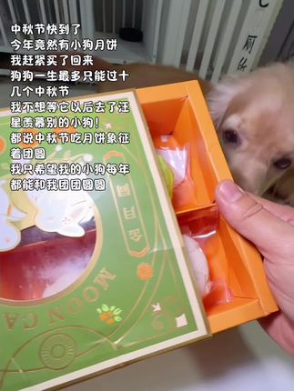 月饼象征着团圆,中秋节也要和毛孩子一起吃月饼哦!
