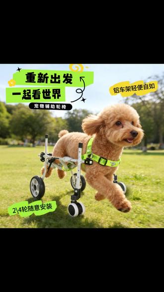 宠物轮椅 宠物助力车老年狗瘫痪前肢辅助代步后腿猫咪助行车#宠物护理 #宠物代步 #老年宠物 #残疾狗轮椅