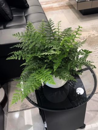 吉姆蕨空气净化小帮手!耐阴喜水超省心,有水就能活,客厅/卧室/卫生间/都能摆,默默净化空气,让家清新又有活力,新手闭眼入#室内绿植 #新房装修 #新房去甲醛绿植 #新房净化空气