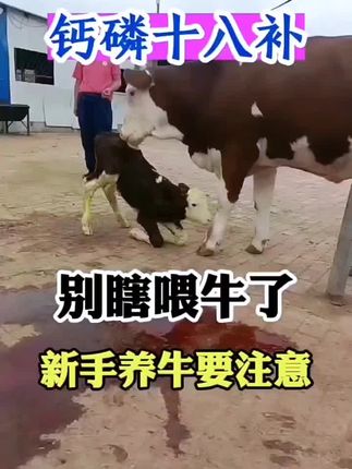 钙磷是吧补 快速补钙#钙磷十八补 #畜牧养殖 #养殖场