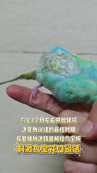 把这段音频给你家鸟宝听🦜看看它什么反应#鹦鹉 #虎皮鹦鹉 #手养鹦鹉 #手养鸟 #鹦鹉说话教程