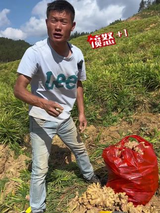 真真正正的好姜,新鲜现挖,不做任何加工!#云南小黄姜#新鲜老姜#小黄姜#生姜#优质农产品