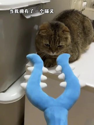 当我拥有了一个猫叉#猫叉 #讨伐棒 #玩个很新的东西 #猫咪日常#突破次元壁
