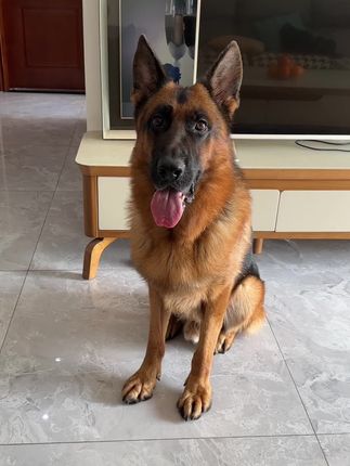 糯米的趣味生活