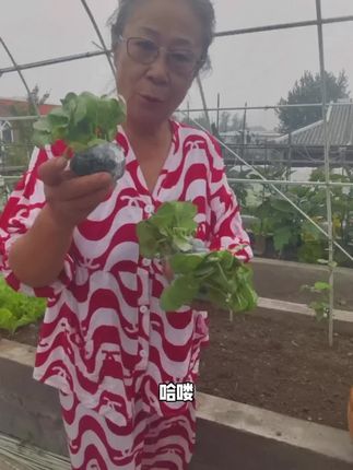 兄弟姐妹们你们好。今天咱们种鸡腿芥兰。#自家楼顶小菜园种植。#自己种的绿色有机蔬菜。#鸡腿芥兰。