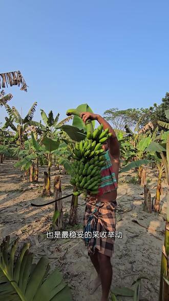 摘芭蕉还能这么玩!砍树摘芭蕉不摔果,农民的护果小妙招 #三农 #水果 #农业种植技术 #香蕉 #热点