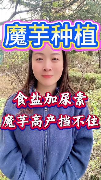 食盐加尿素,魔芋高产挡不住#魔芋 #魔芋种植