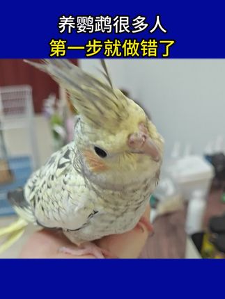 养鹦鹉很多人第一步就做错了!鹦鹉是典型的“喜肥”动物,天天只吃单一种子粮,很容易就导致掉毛炸毛、食欲减退,所以想要养好鹦鹉,你首先要知道鹦鹉爱吃啥#鹦鹉 #家养鹦鹉 #新手养鸟 #面包虫干