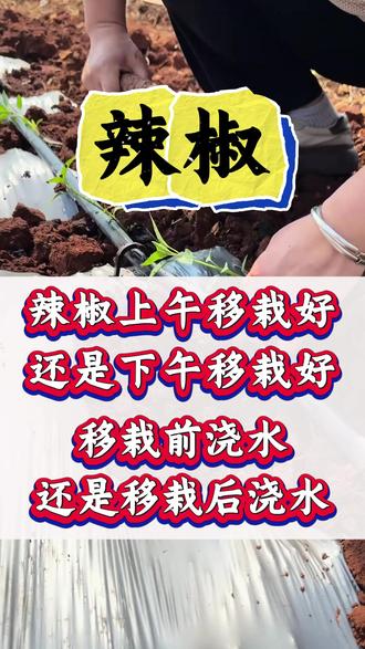 辣椒上午移栽还是下午移栽,移栽前浇水还是移栽后浇水 #辣椒种植 #辣椒种植技术 #辣椒高产 #种植辣椒 #辣椒施肥
