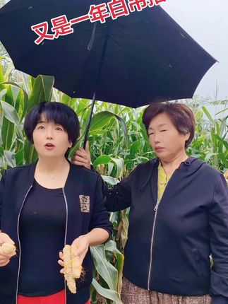 一个棒子三个籽,是怨种子是怨地,浇地浇了好几遍,一年还是白吊干#玉米地# #户外拍摄