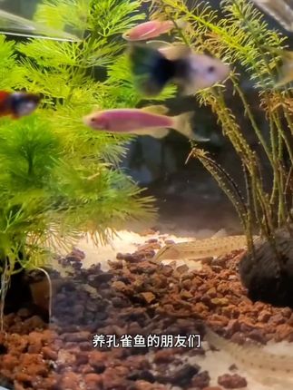 养鱼人最害怕的事情就是鱼儿出现各种问题,别担心,我们的鱼儿健康守护神来了!这款鱼缸净水剂可以解决鱼儿的各种问题,让你的鱼儿更加健康快乐,快来购买吧,让你的鱼儿有一个健康的家。#鱼缸里的大自然 #观赏鱼 #养鱼日记 #水族 #养鱼养心