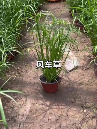 水竹又叫风车草,皮实好养,水培土培都可以,它根系发达,有利于净化水质,用于鱼缸造景居多。喜阳也耐半阴,喜水#花卉绿植 #水培植物 #鱼缸造景 #鱼缸过滤 #植物科普