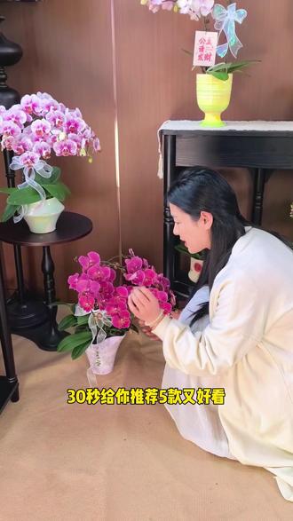 这五款蝴蝶兰真的不要太美丽,新手买,好养好看不踩坑#蝴蝶兰#花卉绿植#绿植推荐