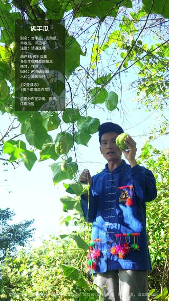 形似双手合十,自带佛系祝福寓意! #佛手瓜 #洋瓜 #龙须菜 #植物科普